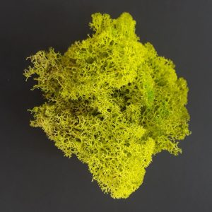 import placeholder for 2906