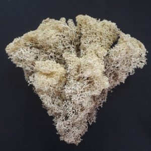 import placeholder for 2903